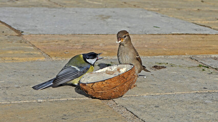 A Great tit feeding on a Coconut Suet on the ground