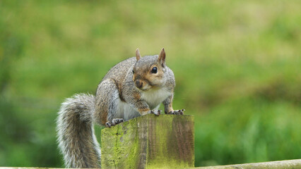 A Grey squirrel sitting on a fence in UK