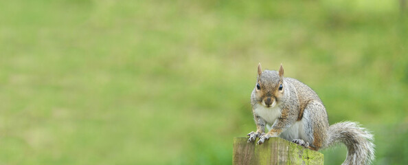 A Grey squirrel sitting on a fence in UK space for background or texture and copy © Peter Steele