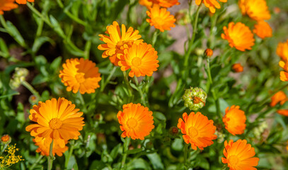 Calendula flowers on a green natural background
