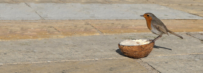 A Robn feeding on a Coconut Suet on the ground with space left for text copy