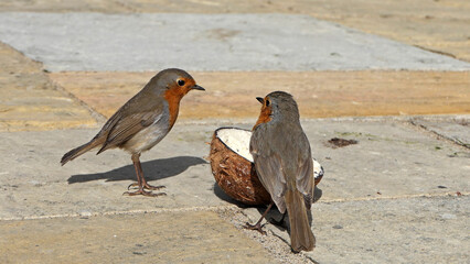 A Robn feeding on a Coconut Suet on the ground in UK