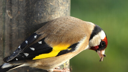 Goldfinch feeding at a niger seeds feeder at a bird table in UK