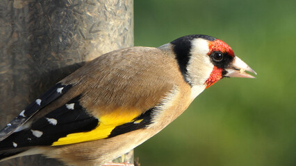 Goldfinch feeding at a niger seeds feeder at a bird table in UK