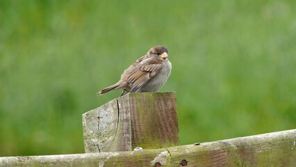 House Sparrow chicks sitting on a fence waiting on a feed from its parents