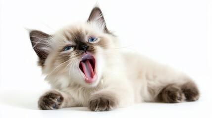 Yawning Ragdoll Kitten with Surprised Eyes, an endearing moment of a fluffy Ragdoll kitten yawning, showcasing its blue eyes against a clean white backdrop.