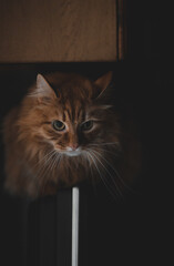 Dramatische Katze