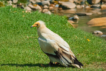 photographs of Egyptian vultures, in the middle of nature, one of nature's notable scavengers