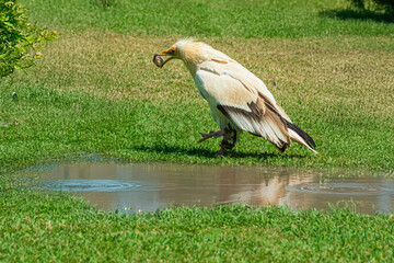 photographs of Egyptian vultures, in the middle of nature, one of nature's notable scavengers