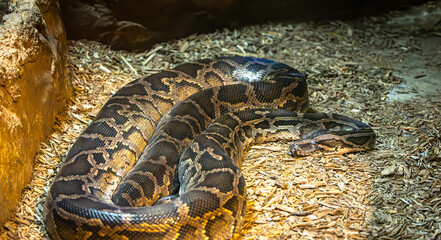 Burmese Python coiled on the ground in a zoo vivarium. Native to Southeast Asia they are an invasive species in Florida. They prey on local species which have no naturally developed defense from them.