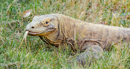 Komodo Dragon or Komodo Monitor native to the island of Komodo in Indonesia at the zoo. The largest lizard species growing up to 3 meters long with a bite force of  600 per square inch.