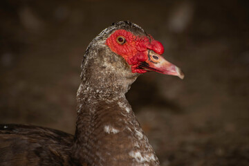 basse-cour traditionnelle