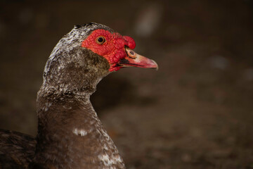 basse-cour traditionnelle