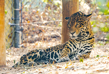 Jaguar sitting in the shade on a hot day at the zoo. Native to the Americas it can occasionally still be seen in Texas, Arizona and New Mexico. It is the largest cat in the Americas.