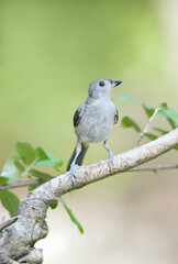 Obraz premium Tufted Titmouse