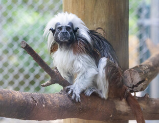 Cotton-top Tamarin sitting on a branch in a zoo exhibit. Native to Northwest Columbia they are an endangered species. They require a diet high in nutrition mainly eating fruits and insects.