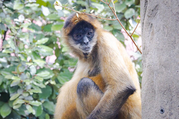 Mexican Spider Monkey hanging out at the zoo. The largest new world monkey ranging across Mexico and South America. The Spider Monkey is frugivorous eating mostly fruit and some insects and eggs.