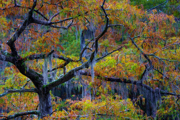 tree in the autumn