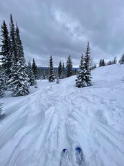 snow covered trees