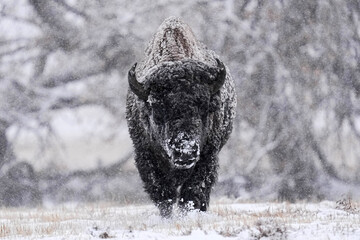 American Bison - Snow © Bernie Duhamel