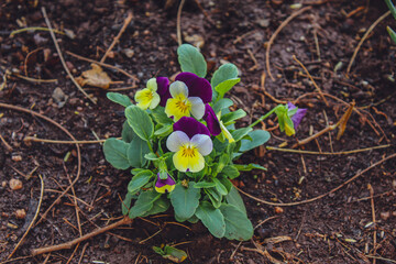 spring crocus flowers