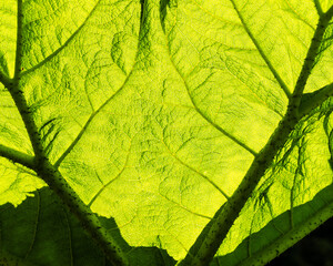 Obraz premium green leaf texture, natural green leaves using as nature background nice light and shadow pattern