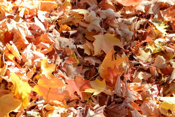 autumn leaves on the ground