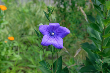 Flowers of Platycodon grandiflorus is growing in garden. Countryside garden. Balloon flowers background. Blooming daisy. Wildflowers in meadow.