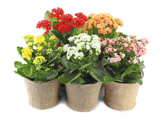Beautiful kalanchoe flowers in pots isolated on white