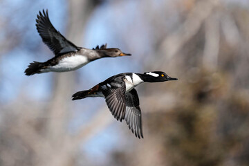 Hooded Mergansers Flight