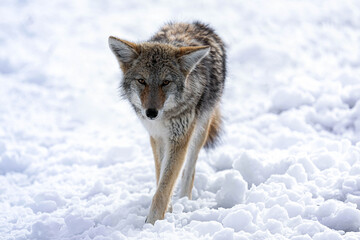 Obraz premium Coyote - Snow