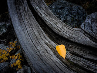 Aspen leaf dead tree