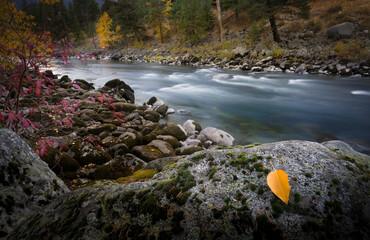 Aspen leaf river