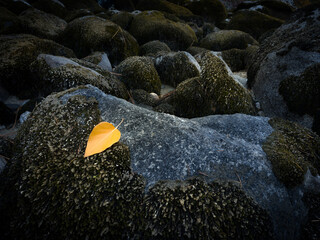 yellow and black stones