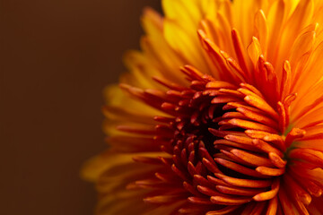 beautiful red yellow chrysanthemum close up