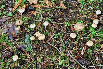 Bountiful wild fungi blooming in wilderness forest in nature, ready for harvesting for healthy, organic eating.  
