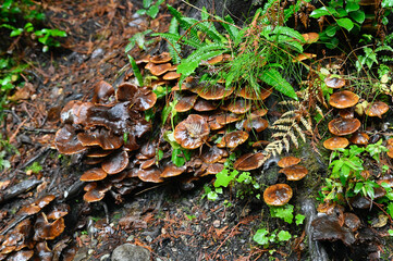 Bountiful wild fungi blooming in wilderness forest in nature, ready for harvesting for healthy, organic eating.  