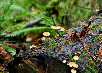 Bountiful wild fungi blooming in wilderness forest in nature, ready for harvesting for healthy, organic eating.  