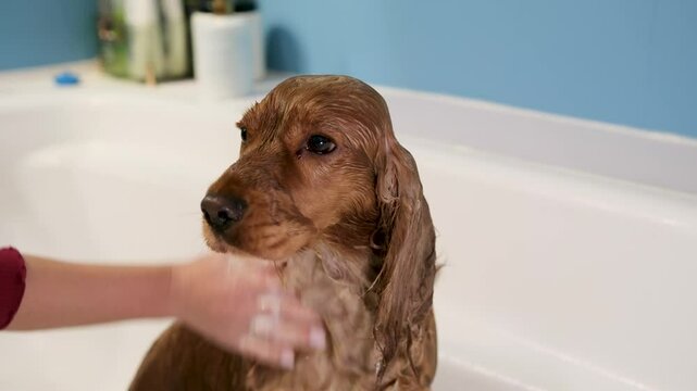 English cocker spaniel gets his fluffy chest washed, bathed in the shower in the bathroom.dog hygiene, slow motion