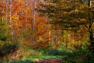 Gravel or soil path in the wood, Colourful yellow orange leaves on the trees, Forest in autumn with soft sunlight and brown leaf on the ground, Flevoland, Countryside of Netherlands, Nature background