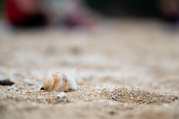 Close-up of seashell on sandy beach, background