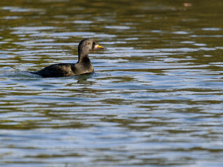 Common scoter, Melanitta nigra