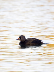 Common scoter, Melanitta nigra