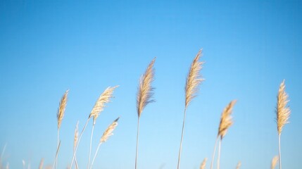 Obraz premium Graceful Golden Grasses Swaying Gently Under Clear Blue Sky Captured in Serene Landscape, Reflecting Tranquility and Natural Beauty of Earth's Flora
