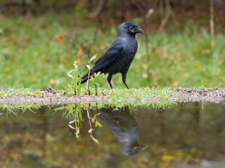 Jackdaw, Coloeus monedula