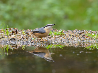 Nuthatch, Sitta europaea