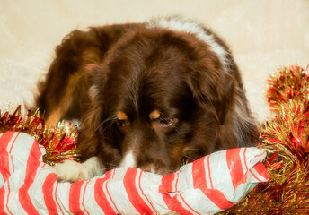 Wild joyful Australian Shepherd dog opening Christmas present, concept of gift giving and holiday pets