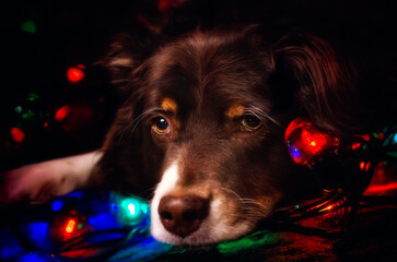 Australian Shepherd dog with Christmas lights, concept of seasonal depression, bah humbug mood,...