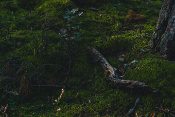 Dark forest floor with moss, branches, and tree trunk