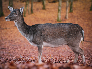 aufmerksames reh im Wald